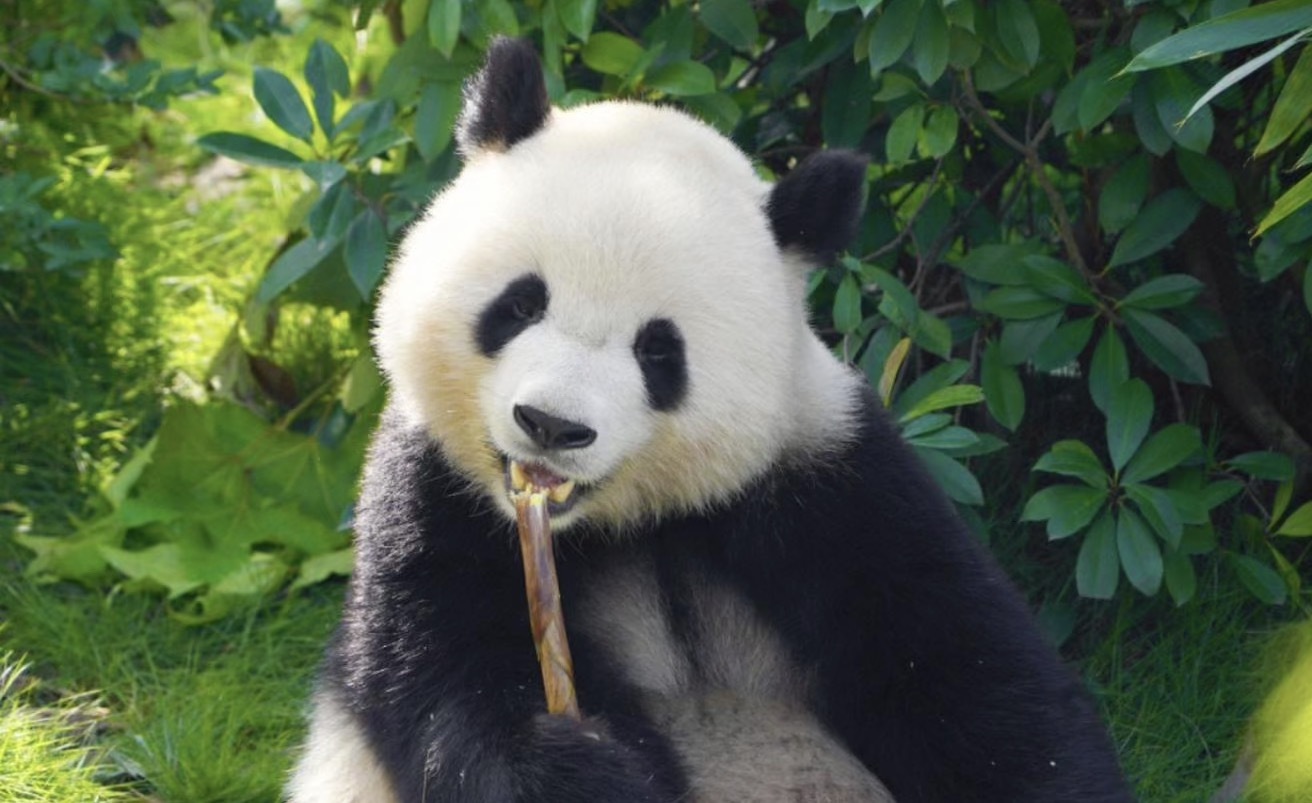 成都大熊猫繁育研究基地